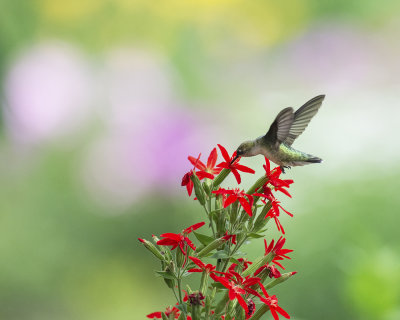 Silene_regia_Royal_Catchfly_IMGP9243a.jpg