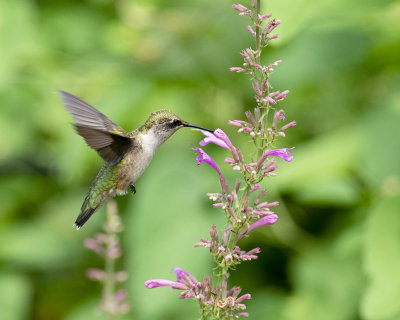 Agastache_barberi_Tutti_Frutti_IMGP9395a.jpg