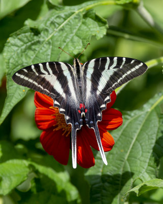 Zebra_Swallowtail_IMGP0121a.jpg