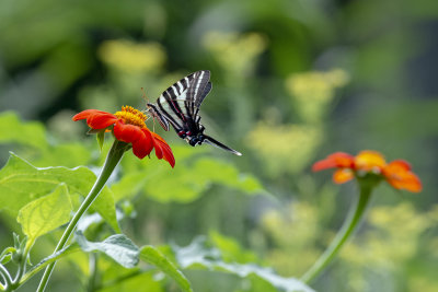 Zebra_swallowtail_on_tithonia_IMGP0111a.jpg