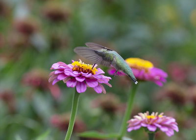 Zinnias_Spring_IMGP0383a.jpg