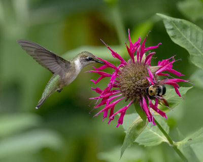 Monardas and Hummingbirds 2018