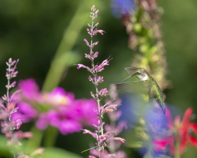 Agastache_rupestris_IMGP3027a.jpg