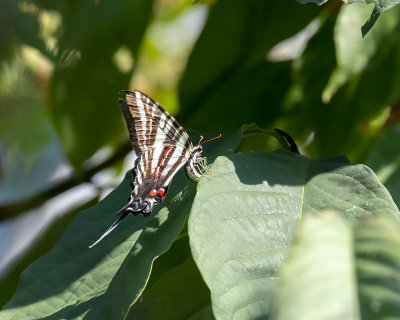 Zebra_ovipositing_paw_paw_tree_IMGP3627a.jpg