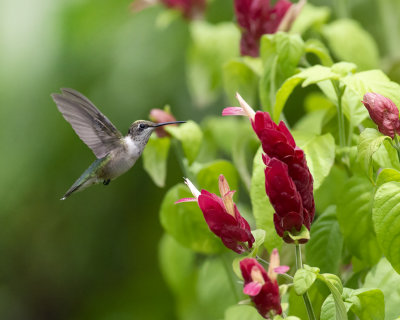 Shrimp_Plant_IMGP3442a.jpg