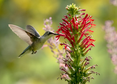 Cardinal flower, Royal Catchfly, Indian Pinks and Hummingbirds