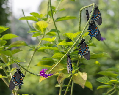 Pipevine_Swallowtails_IMGP4411a.jpg