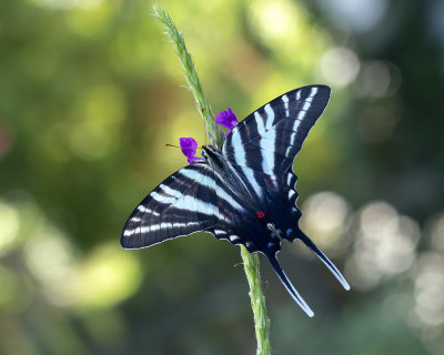 Zebra_Swallowtail_IMGP5794a.jpg