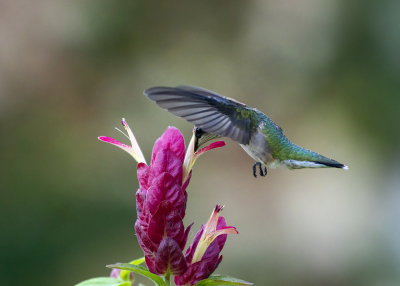 Porterweed, Shrimp Plant and Hummingbirds 2018