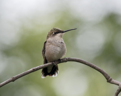 Immature_Ruby_Throated_Hummingbird_IMGP6306a.jpg