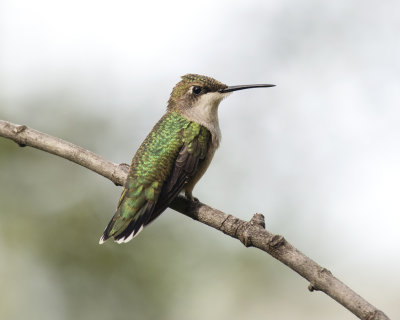 Immature_Ruby_throated_Hummingbird_IMGP6280a.jpg