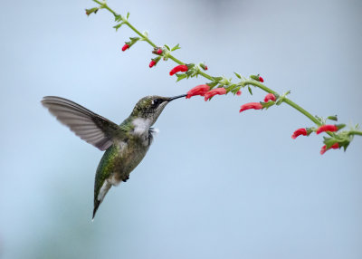 Salvia and Hummingbirds