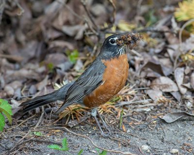 Robin_and_17_year_cicada_larvae_2.jpg