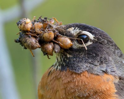 Grackles, Jays and Robins