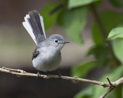 Bluegray_Gnatcatcher_IMGP0564a.jpg