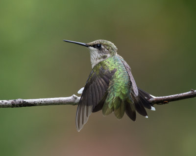 Hummingbirds perched... and a .gif