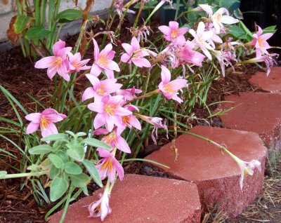 Rain lillies