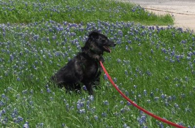 Chandler in the bluebonnets