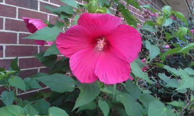 Hibiscus - they like it here
