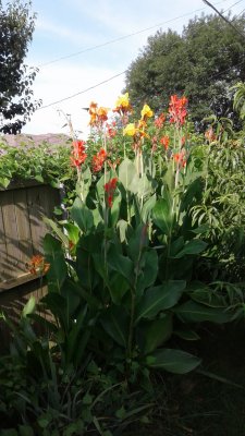 Cannas  reaching over the fence   