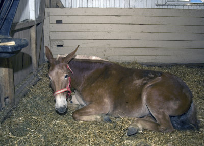 The Mule