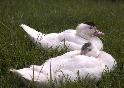 Ducks