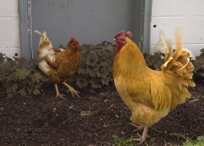 Hens