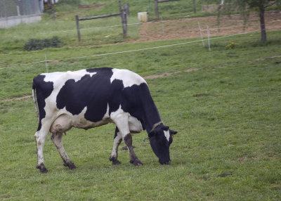 A Jersey Cow