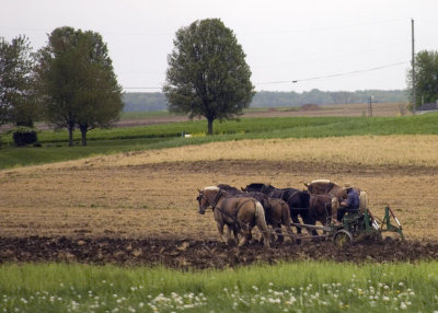 Five Team Horse Plowing