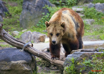 Grizzly Bear