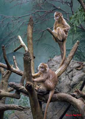 Observing new visitors