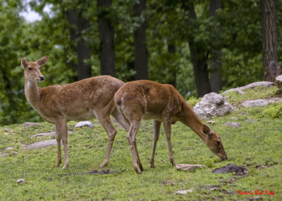 More Grazers