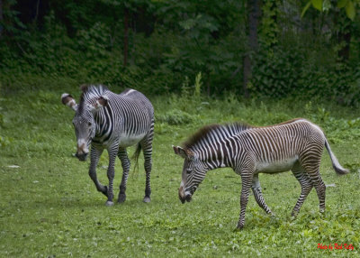 Zebra
