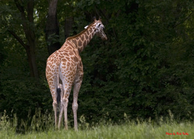 Lone Giraffe