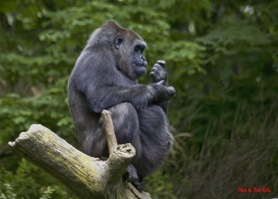 Gorilla