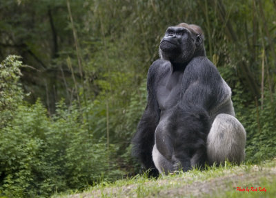 Gorilla showing massive size and power!