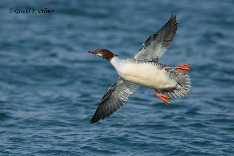 Common Merganser (f)