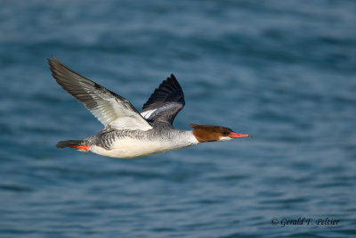 Common Merganser (f)