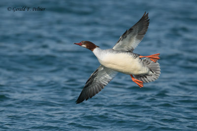 Common Merganser (f)