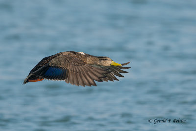 American Black Duck