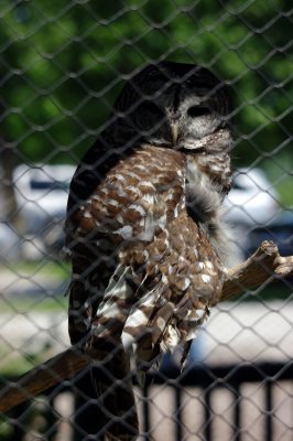 Wildlife Safari Park May '17 - Owl (6) (Large).jpg