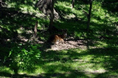 Wildlife Safari Park May '17 - White Tail Dear (12) (Large).jpg