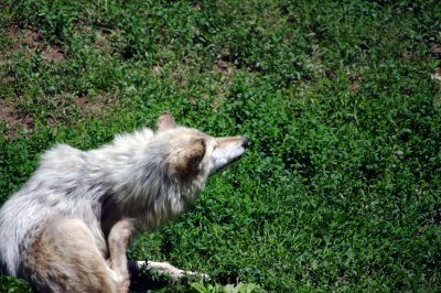 Wildlife Safari Park May '17 - Wolf (24) (Large).jpg