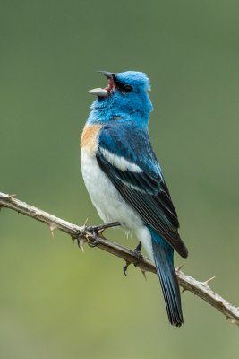 Lazuli Bunting