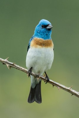 Lazuli Bunting
