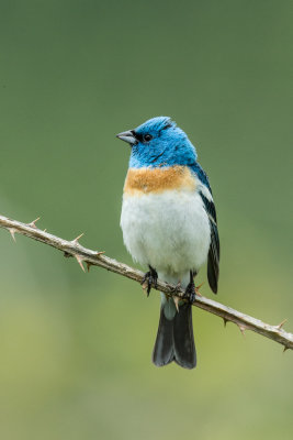 Lazuli Bunting