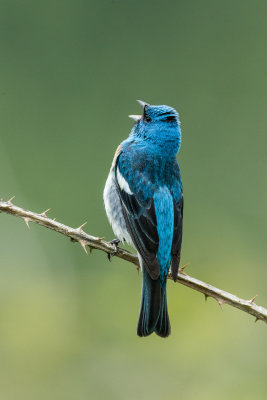 Lazuli Bunting