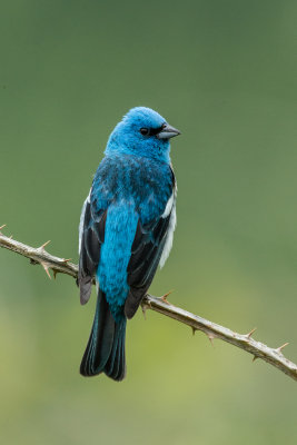 Lazuli Bunting
