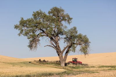 Lone Tree