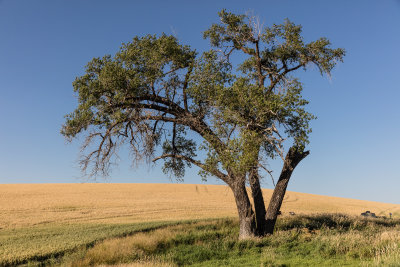 Lone Tree